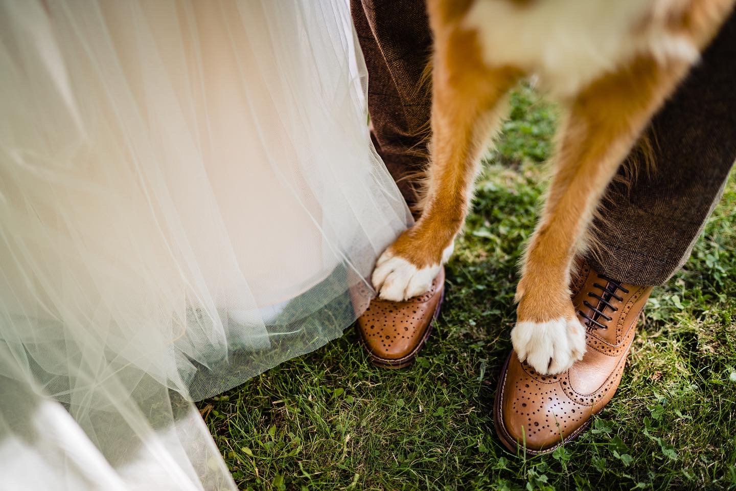 dogs at weddings 7.JPG